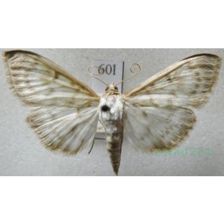 Patania ruralis (Scopoli, 1763) Boczanka brązowianka Czech60l